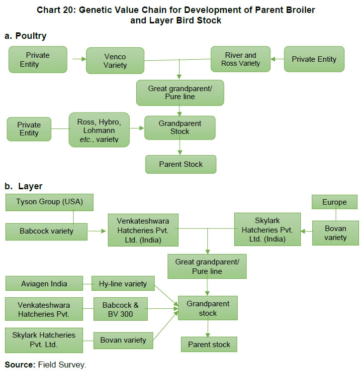 Chart 20: Genetic Value Chain for Development of Parent Broilerand Layer Bird Stock