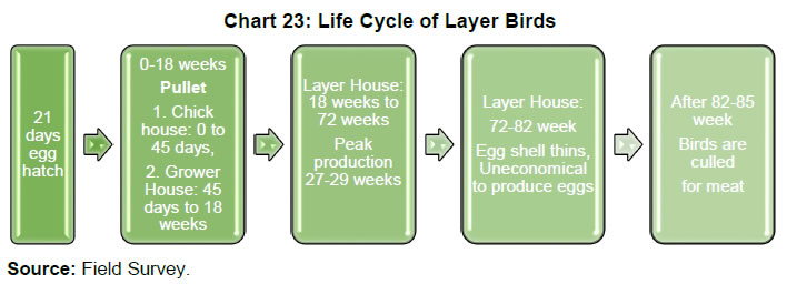 Chart 23: Life Cycle of Layer Birds